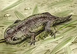 Gerobatrachus Um anfíbio temnospondyli Comprimento: 11 cm