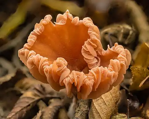 Chapéu com lamelas enroladas.