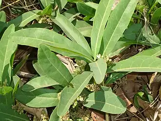 Dichapetalum cymosum (conhecida por gifblaar ou ratbane pela sua toxicidade).