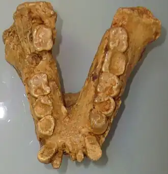 Mandíbula de um Gigantopithecus bilaspurensis