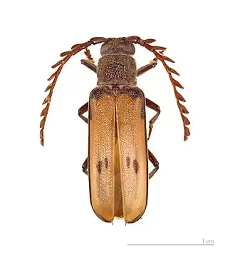 Gigantotrichoderes conicicollis