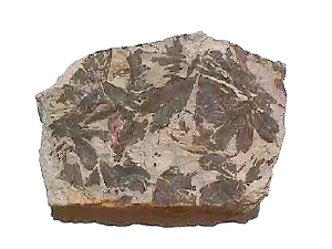 Folhas de Gingko do Jurássico