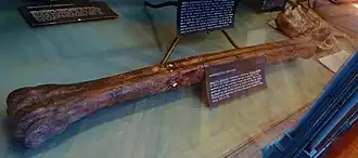 Osso fóssil de Giraffa gracilis