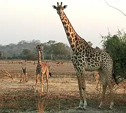 Foto de uma mãe girafa e seu filhote