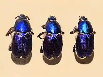 Glaphyrus maurus
