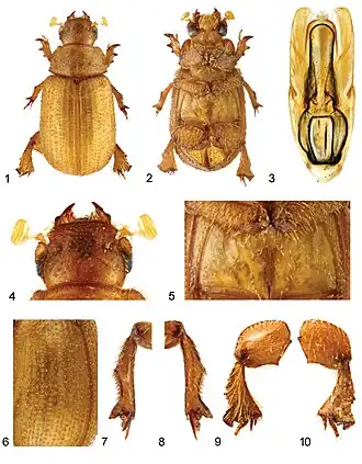 Fotos de Glaresis hespericula.