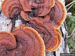 Gloeophyllum sepiarium