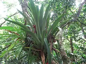 Glomeropitcairnia penduliflora