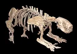 Esqueleto de um Glossotherium da espécie G. robustum.