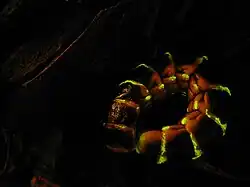 As larvas e fêmeas neotênicas dos Phengodidae são produtoras de bioluminescência esverdeada a vermelha;[1][2] na imagemː Zarhipis integripennis. Existem também machos que continuam luminosos após sua metamorfose.[3]