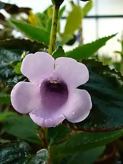 Flor de Gloxinia perennis