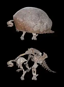 Fóssil completo com e sem a carapaça. Animal quadrúpede grande, com as patas posteriores maiores que as anteriores; carapaça marrom clara formada por hexágonos.