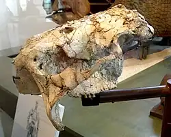 Crânio de G. texanum do Arizona, preservando marcas de mordida de um Smilodon no teto craniano.