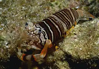 Gnathophyllum americanum, um Palaemonidae