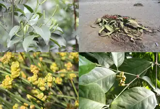 Diversas espécies de gnetófitas.