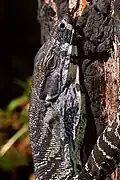 A lace monitor climbing a tree
