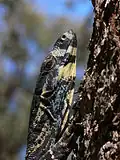 A lace monitor climbing a tree