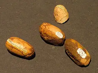 Ovos de Gobipteryx minuta