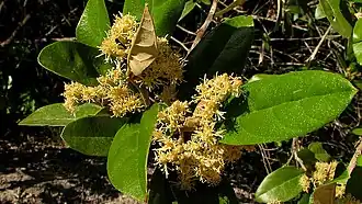 Gochnatia oligocephala.