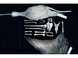 Espécime de Maçarico-marmóreo, Limosa fedoa, preparado para coleção como pele (shmoo), esqueleto e asa esticada.