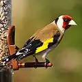 Carduelis carduelis Pintassilgo-comum
