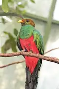 Quetzal-de-cabeça-dourada (P. auriceps)