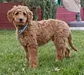Outro Goldendoodle