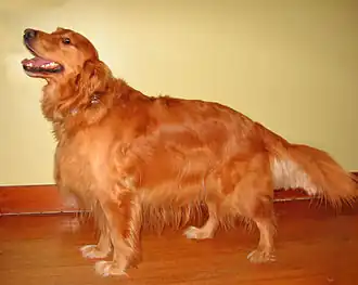 Canis lupus familiaris, exemplo: Golden retriever