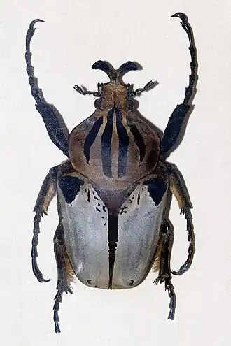 Goliathus cacicus