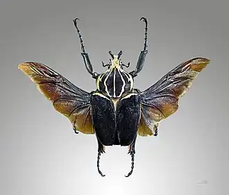 Goliathus goliatus