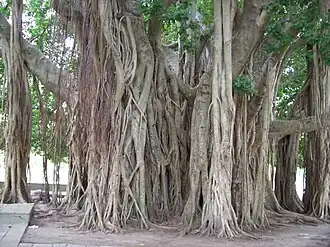 Figueira-de-bengala no Parque Mitre, Corrientes, Argentina