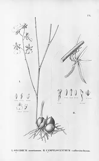 Campylocentrum callistachyum (fig. II)