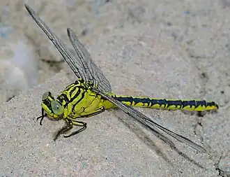 Stylurus flavipes (Fêmea)
