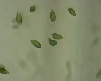 Gonyostomum semen (Raphidophyceae)