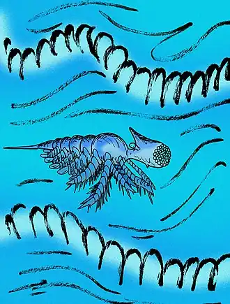 Goticaris, um artrópode.