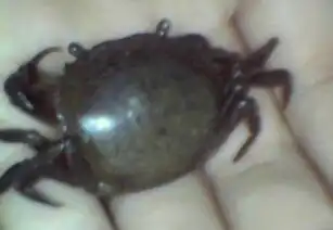 Goyazana rotundicauda (Acre, Brasil).