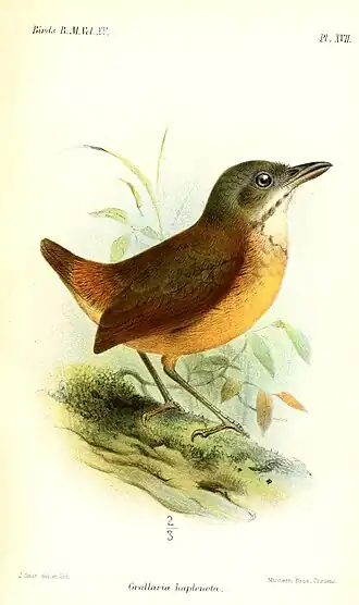 Ilustração de Joseph Smit, 1890