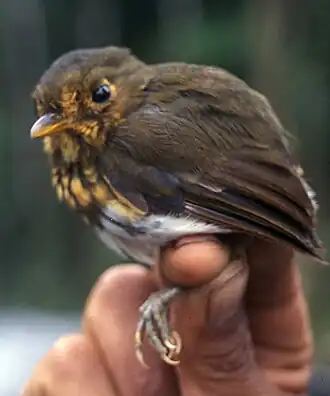 Grallaricula flavirostris