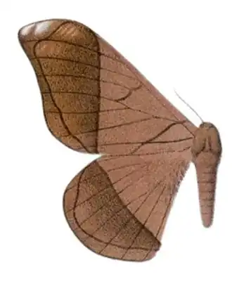 Ilustração de Grammopelta lineata, por Adalbert Seitz.