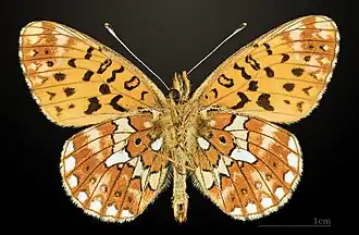 △ Boloria euphrosyne