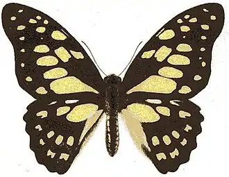 Borboleta Graphium cyrnus.[7]