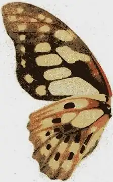 Ilustração de G. cyrnus, asa direita - vista inferior; retirada da obra Fauna Africana (1910), por Adalbert Seitz.