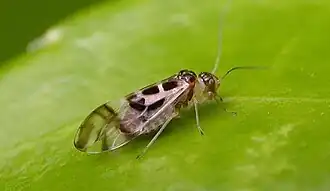 Graphopsocus cruciatus