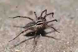 Agelenopsis naevia (fêmea).