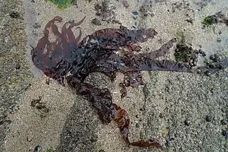 Grateloupia turuturu (Halymeniales)