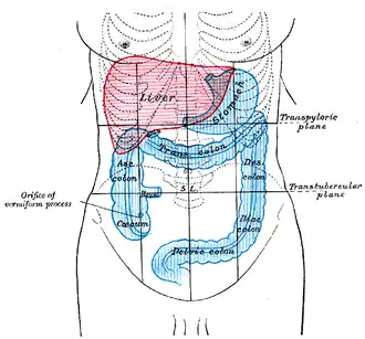 Frente do abdômen, mostrando a localização do fígado, estômago e intestino grosso