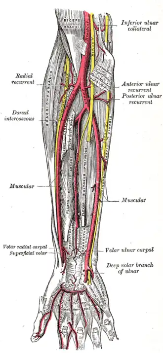 Artérias radial e ulnar.