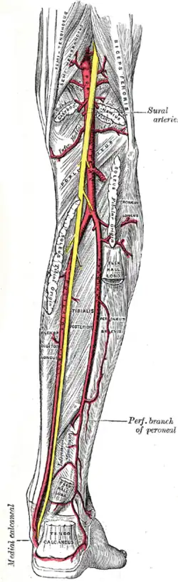 As artérias poplítea, tibial posterior e fibular.