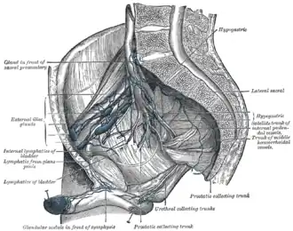 Glândulas iliopélvicas (vista lateral)