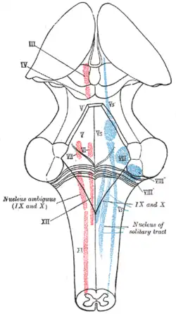 Representação esquemática dos núcleos dos nervos cranianos; visão dorsal. Núcleos motores em vermelho e sensoriais em azul.